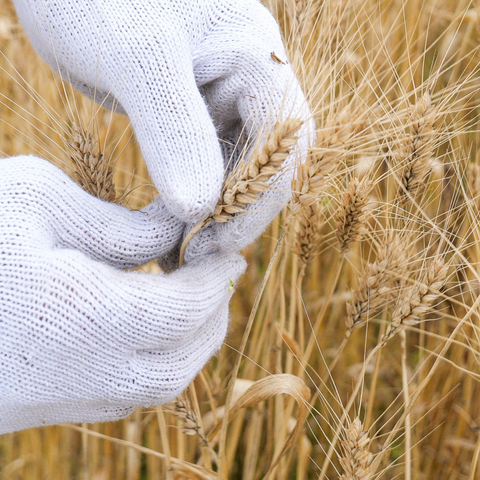 一文字うどん 乾麺